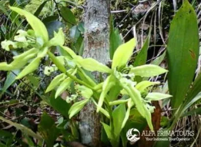 Mahakam River Cruise Package