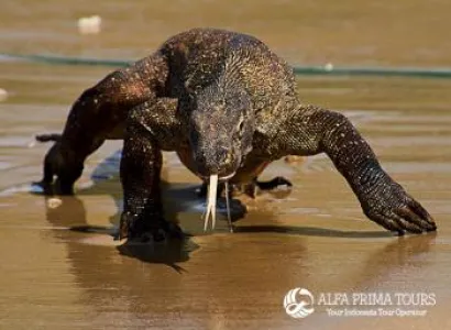 3 Days Komodo Dragon Hunt Package