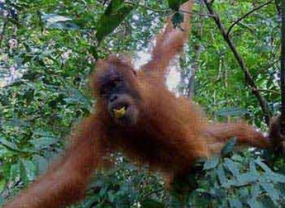 5 Days Sumatra Nature Trekking Package