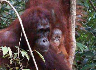 Borneo – Java – Bali – Komodo Package