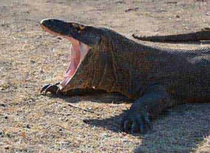 Java – Bali – Flores Package