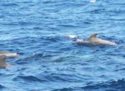 Dolphin Watching (for 2 Hrs) Package