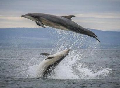 Dolphin Watching & Snorkelling For 3 Hrs Package