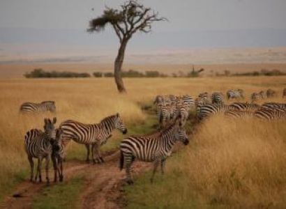 Masai Mara National Reserve, Kenya Package