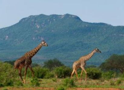 Tsavo West National Park, Kenya Package