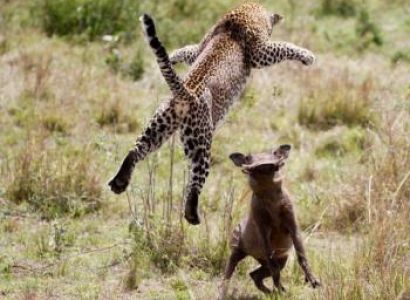 5 Days Kenya Road Safari Package from Mombasa to Ngutuni, Taita Hills Salt Lick, Tsavo West and Ambo