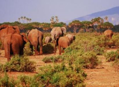 6 Days Road Safari from Mombasa Kenya to Masai Mara, Amboseli, Tsavo West, Tsavo East Package