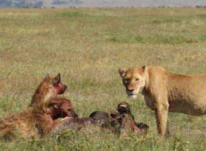 3 Days Ngorongoro Crater Safari Package