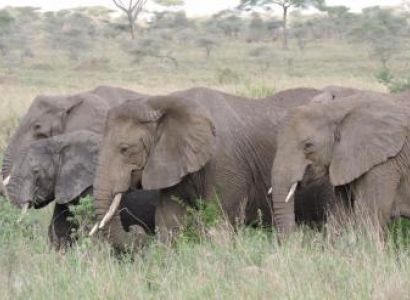 3 Days Tanzania Safari to Lake Manyara - Ngorongoro Crater from Either Nairobi, Mombasa or Arusha Pa