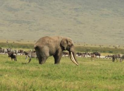 4 Days Tanzania Safari to Lake Manyara, Ngorongoro Crater and Tarangire Package