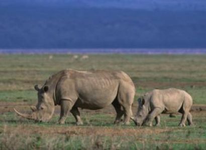 6 Days Tanzania Safari to Lake Manyara, Ngorongoro Crater, Serengeti and Tarangire Package
