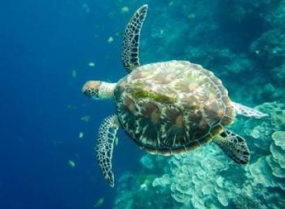 Musandam Dibba Tour – Fujeirah Package