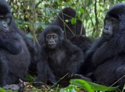 3 Days Fly in Gorilla Trekking Bwindi National Park Package