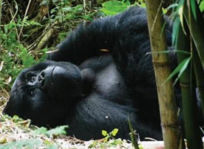 7-day Primates Tour Package