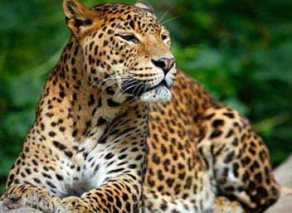 Sri Lanka Mingle with Nature Tour