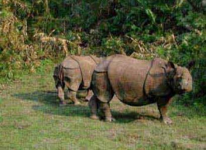 Bardia Jungle Safari Package