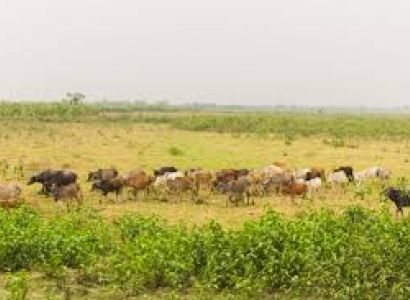 Koshi Tappu Wildlife Reserve Package