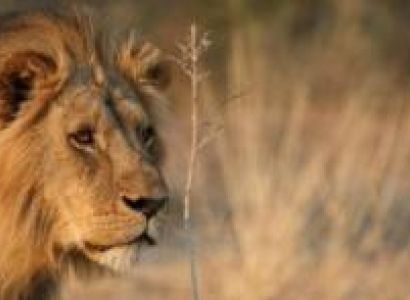 KRUGER BIG GAME 5 DAY CAMPING SAFARI PACKAGE