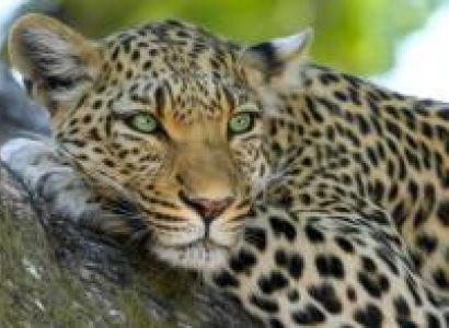 Kruger Big Game 3 Day Camping Safari Package