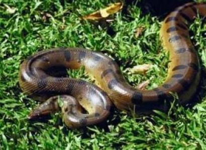 Rurrenabaque – Pampas Package