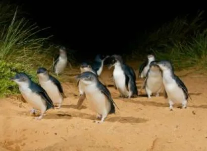 Phillip Island Day Tour Chinese