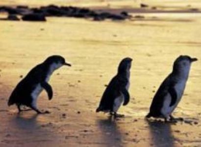 Phillip Island Day Tour