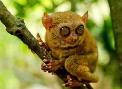 3 Days 2 Nights Bohol Package