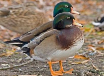 Birding, Primates, and Wildlife Adventure Safari in Uganda - Africa Birding Destination Tour