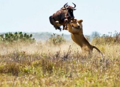 5 Days Tailor-made Safari in Uganda Tour