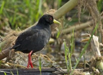 Queen Elizabeth National Park Wildlife Uganda Safari Tour
