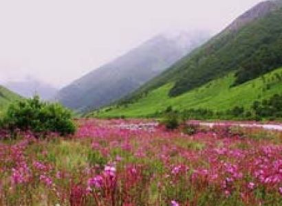 Valley of Flowers Trek
