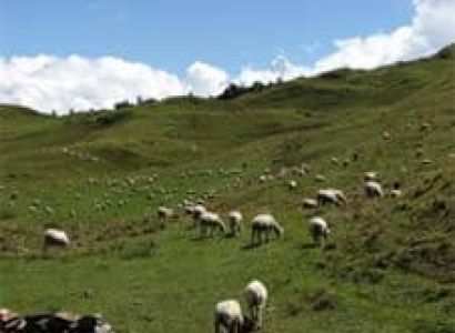 Camping in Gorson Bugyal Tour