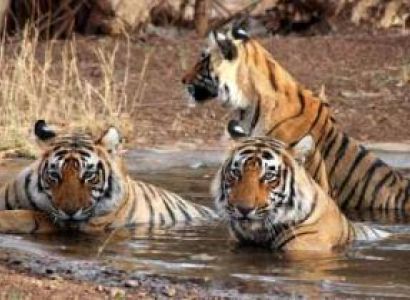 Nainital - Jim Corbett Tour