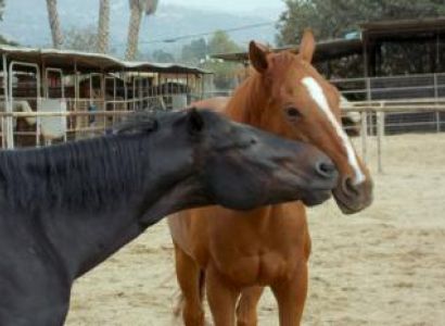 Horseback Riding - Riverside Stroll