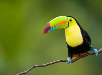 Bird Watching Tours in Belize