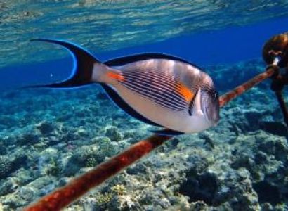 Blue Hole Snorkeling Tours in Dahab