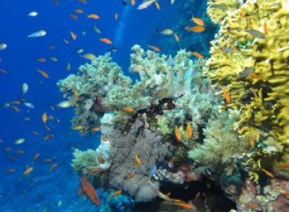 Sharm El Sheikh Holidays and Petra Tours