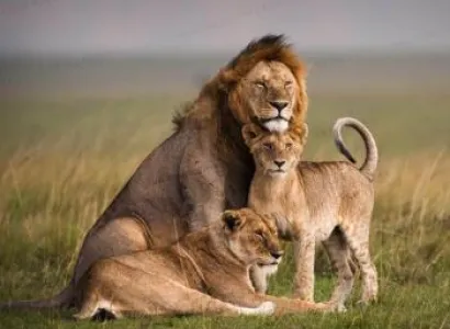 Safari Tours in Northern Kenya