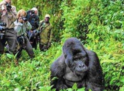 One Day Gorilla Trek