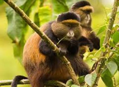 Let’s Meet the Locals