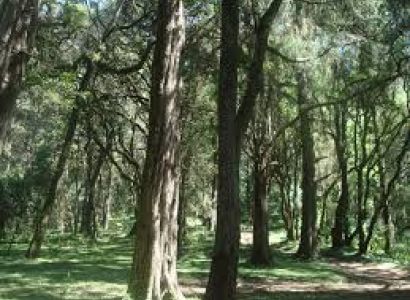 Day Trip to Menagesha Suba Forest