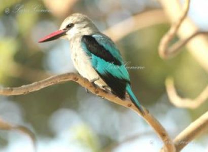 Ethiopian Birding Tour 4 Days