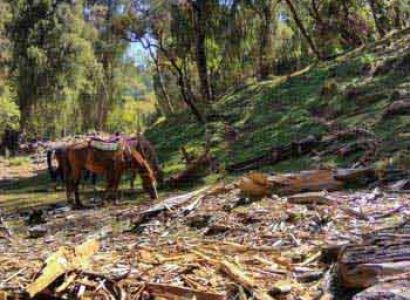 Bale Mountain Trekking