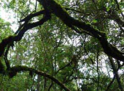 Day Trip to Menagesha Suba Forest