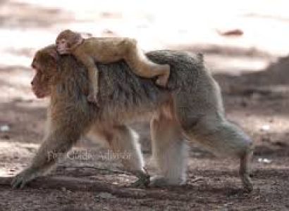 Ifrane City & Azrou Forest Tour Package