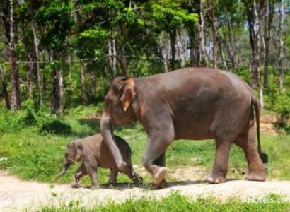 One Day Trekking with Elephant Package
