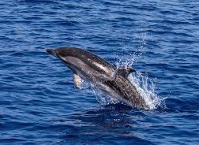 Special Interest Tours ( 3 Days/2nights )  Dolphin Watching Package