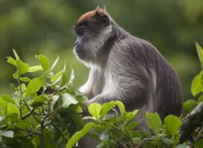 Lake Mburo National Park Tour