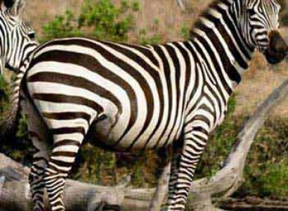 Queen Elizabeth - Lake Mburo Tour