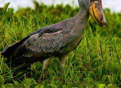 Gorilla Trekking - Semliki Nat. P. Tour